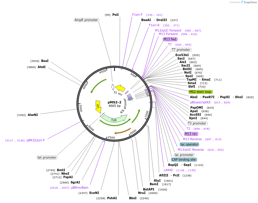 220628-plasmid-map-sequence-id-437327