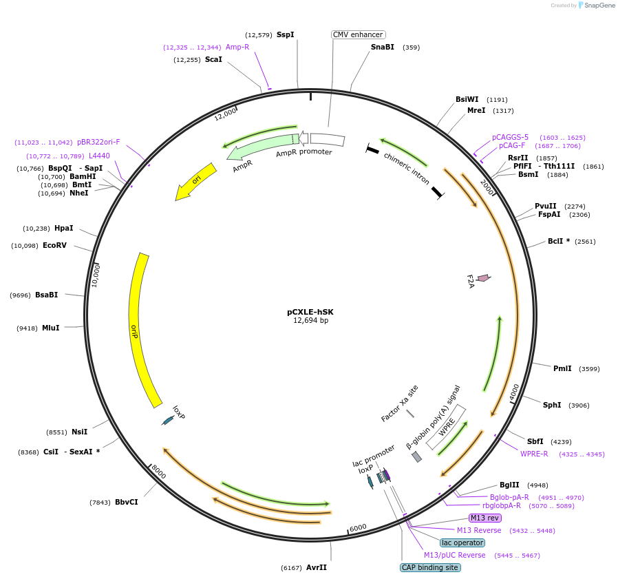 27078-plasmid-map-sequence-id-437330