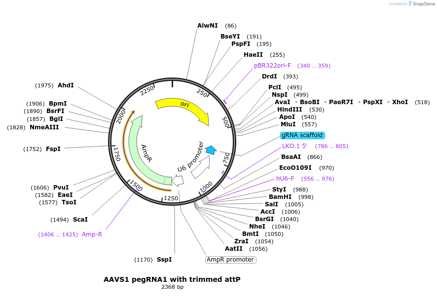 222346-plasmid-map-sequence-id-437335