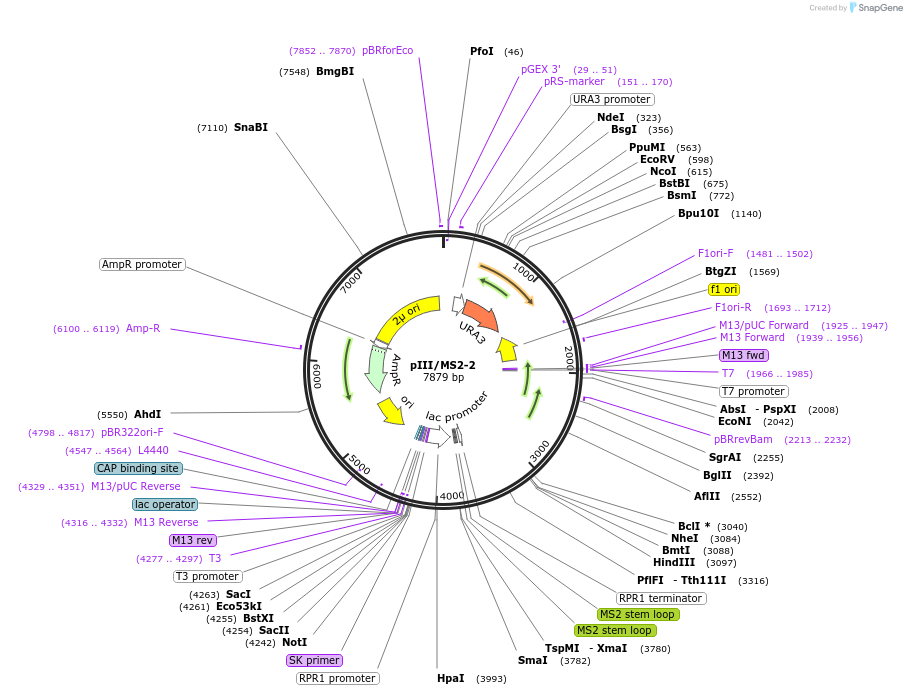 220630-plasmid-map-sequence-id-437365