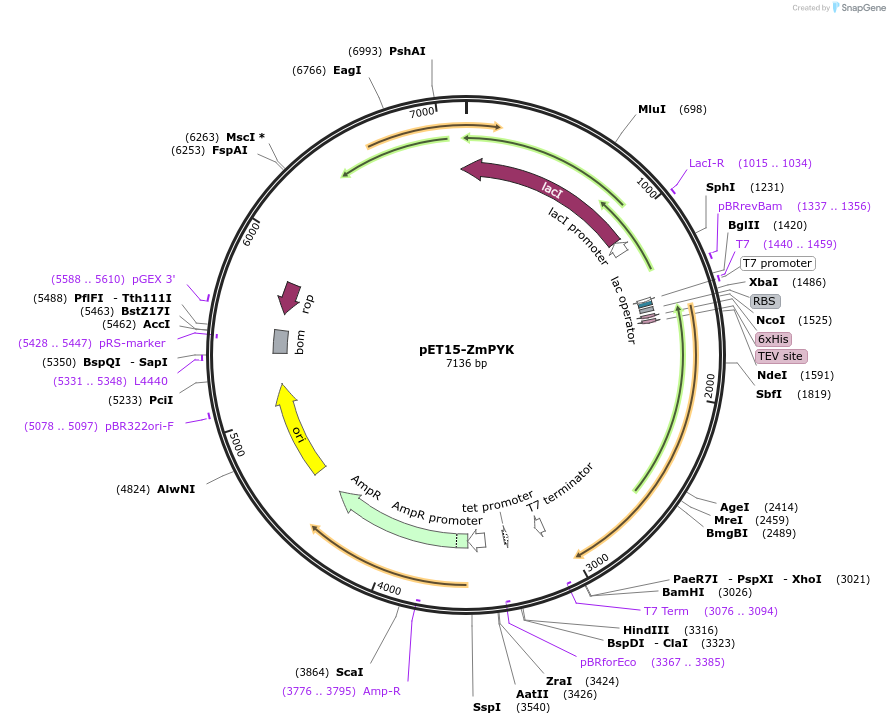 220230-plasmid-map-sequence-id-437371