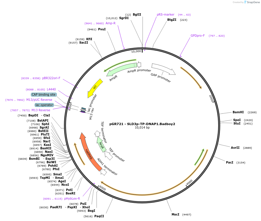 222013-plasmid-map-sequence-id-437420