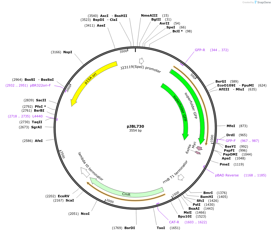 217374-plasmid-map-sequence-id-437428