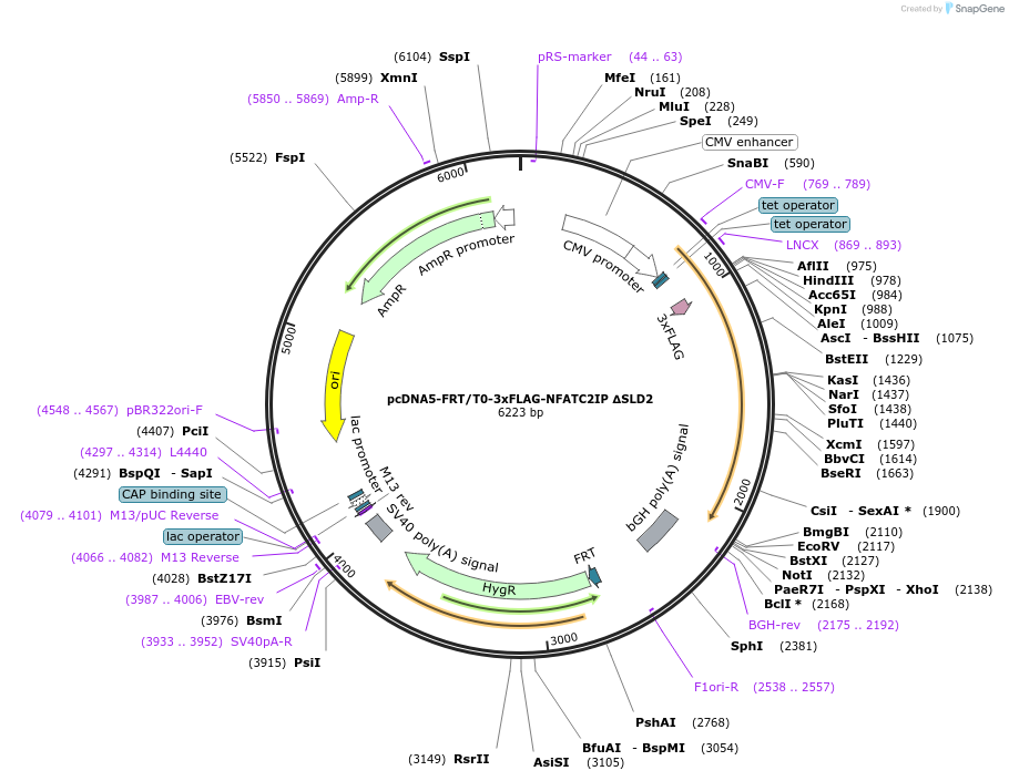 221210-plasmid-map-sequence-id-437430