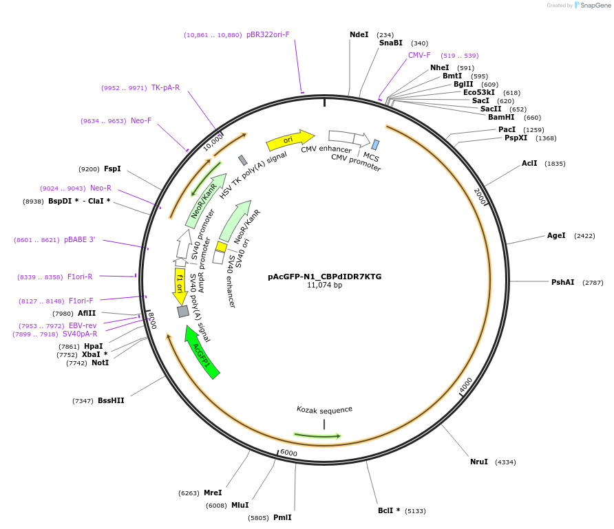 221915-plasmid-map-sequence-id-437436