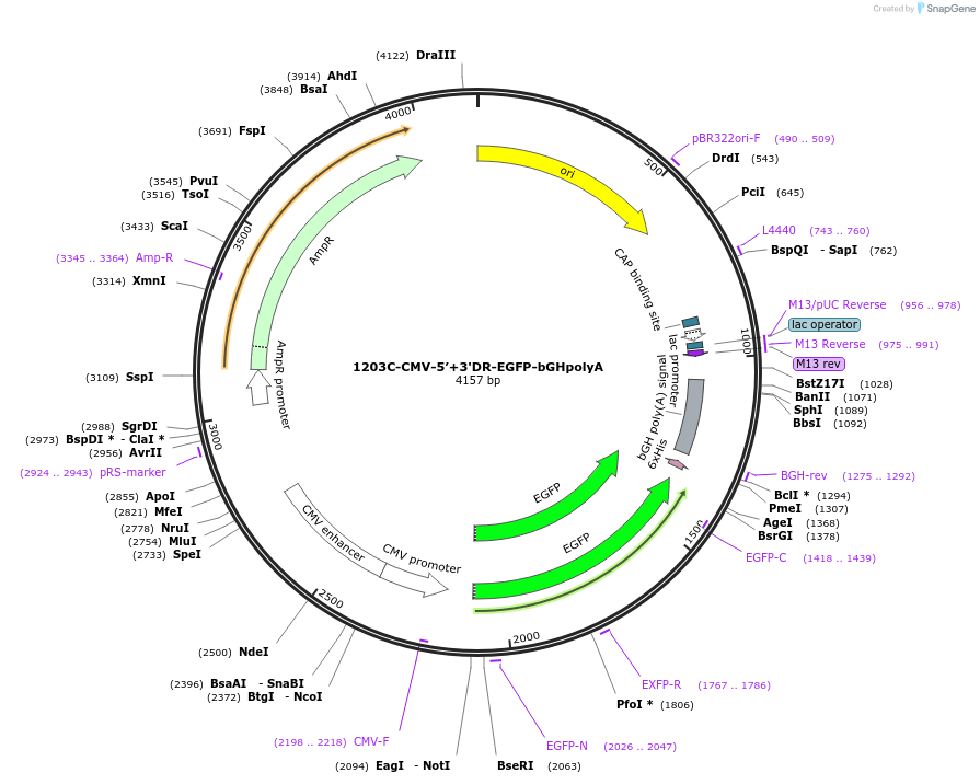 221454-plasmid-map-sequence-id-437443