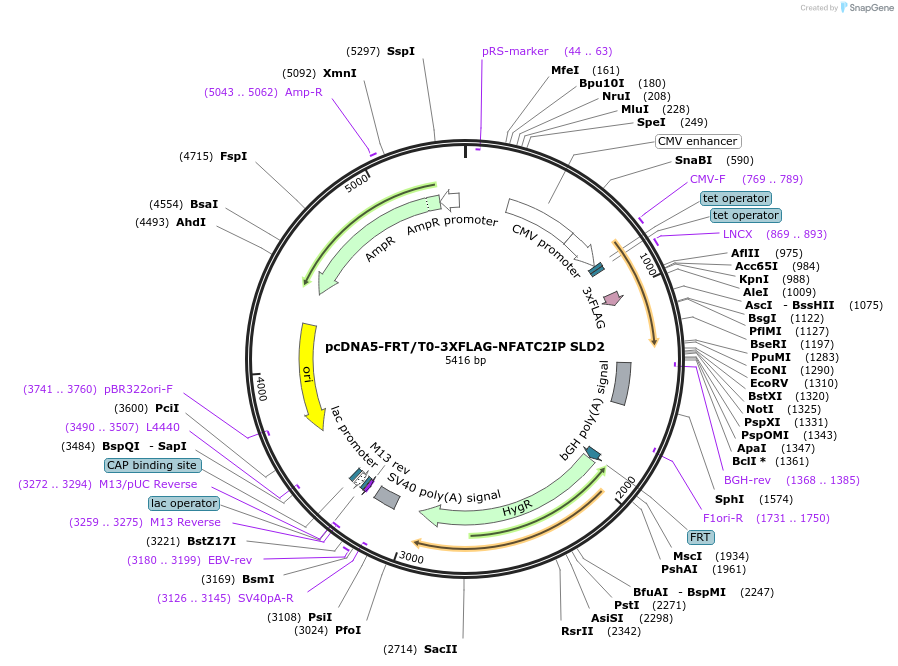 221388-plasmid-map-sequence-id-437445