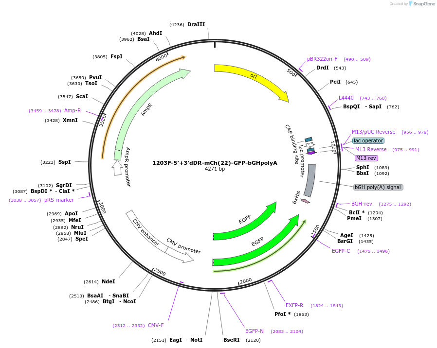 221536-plasmid-map-sequence-id-437446