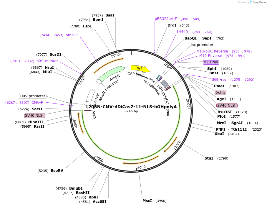 221537-plasmid-map-sequence-id-437448