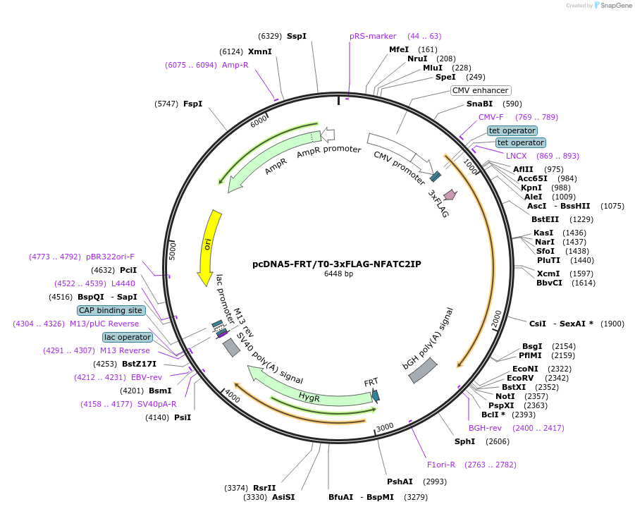221208-plasmid-map-sequence-id-437449