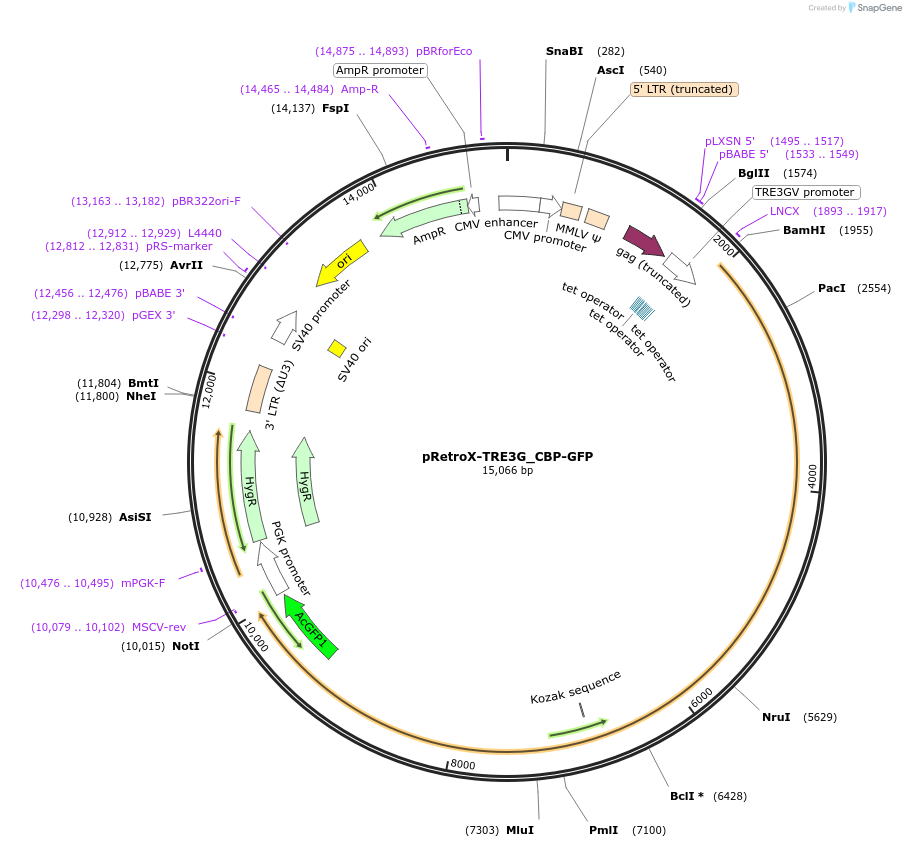 221926-plasmid-map-sequence-id-437450