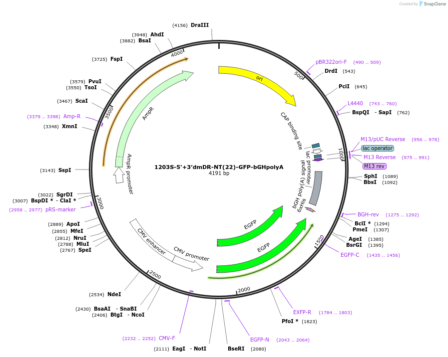 221539-plasmid-map-sequence-id-437451