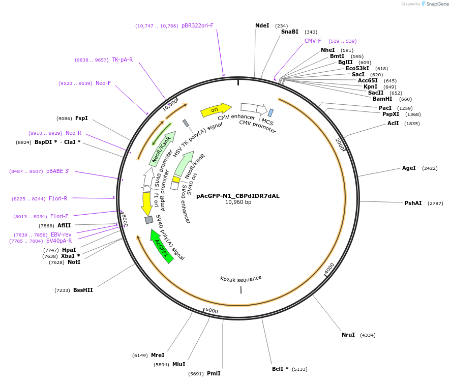 221914-plasmid-map-sequence-id-437457