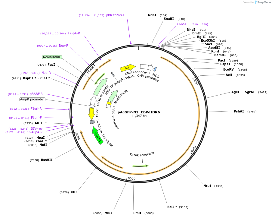 221907-plasmid-map-sequence-id-437459