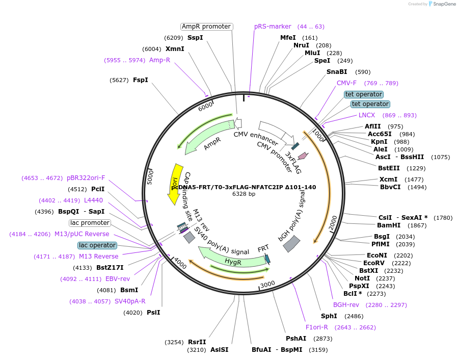 221212-plasmid-map-sequence-id-437468