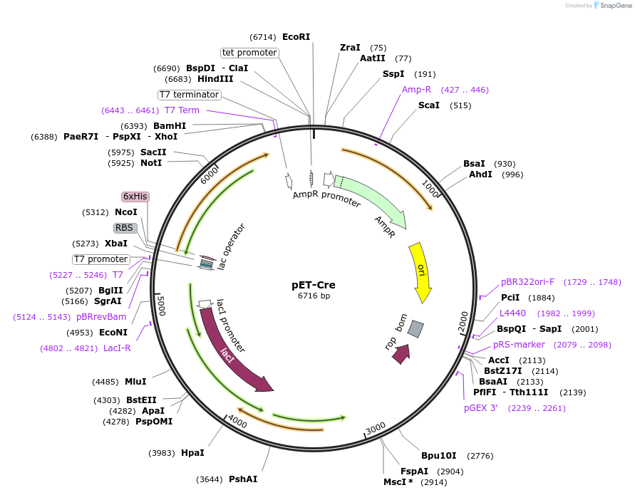 219798-plasmid-map-sequence-id-437472