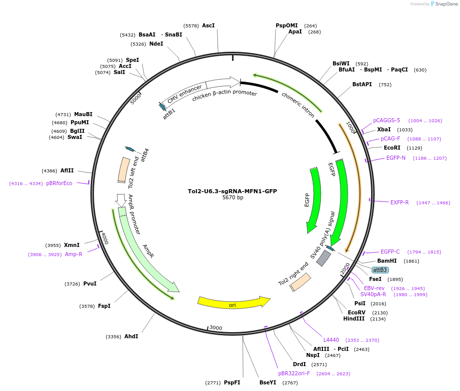 221846-plasmid-map-sequence-id-437473