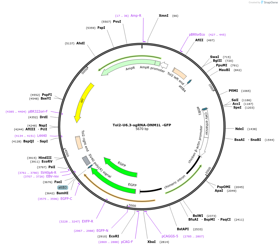 221845-plasmid-map-sequence-id-437474