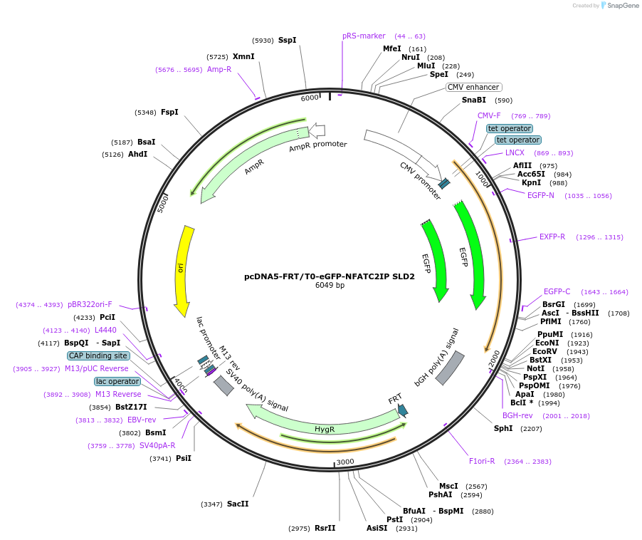 221438-plasmid-map-sequence-id-437477