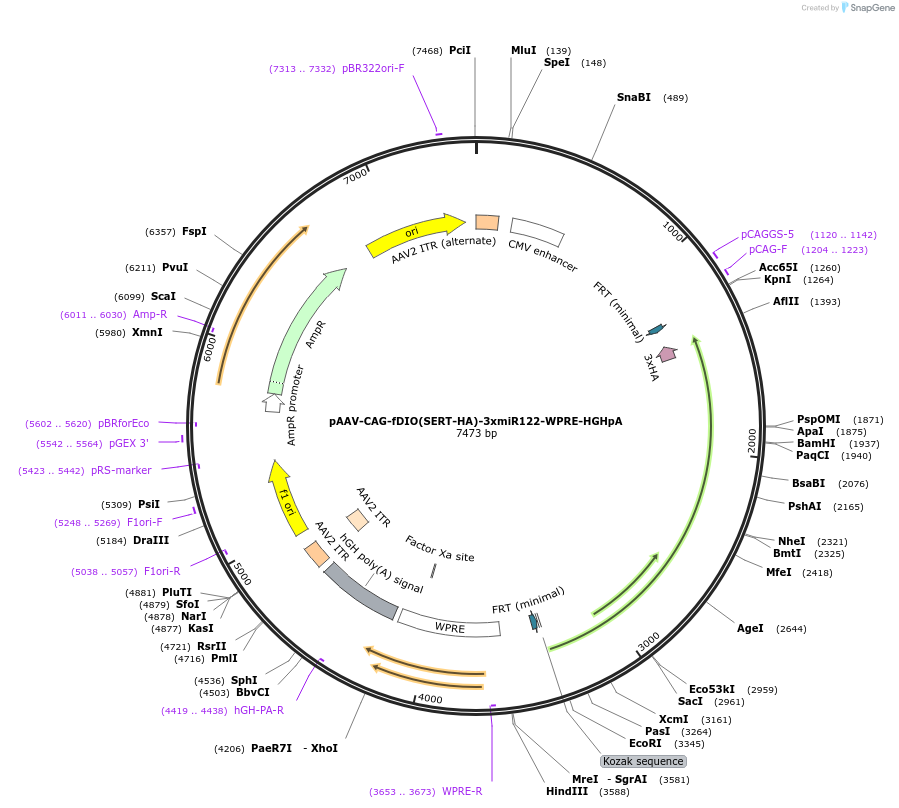 220937-plasmid-map-sequence-id-437492