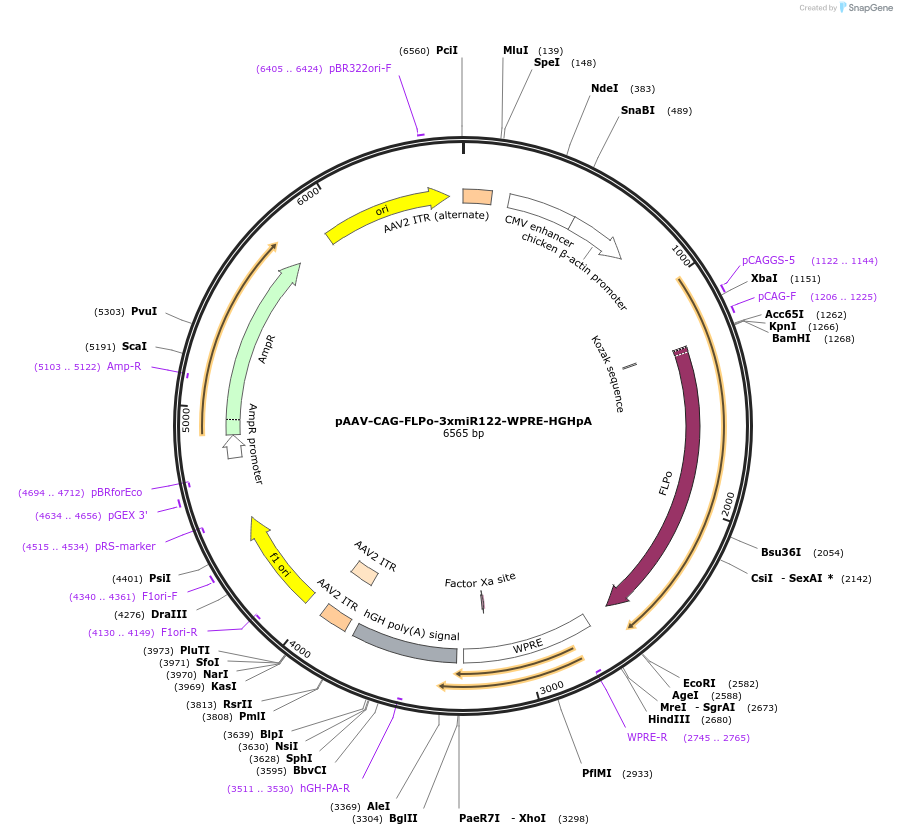 220938-plasmid-map-sequence-id-437493