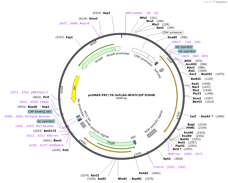 221211-plasmid-map-sequence-id-437499