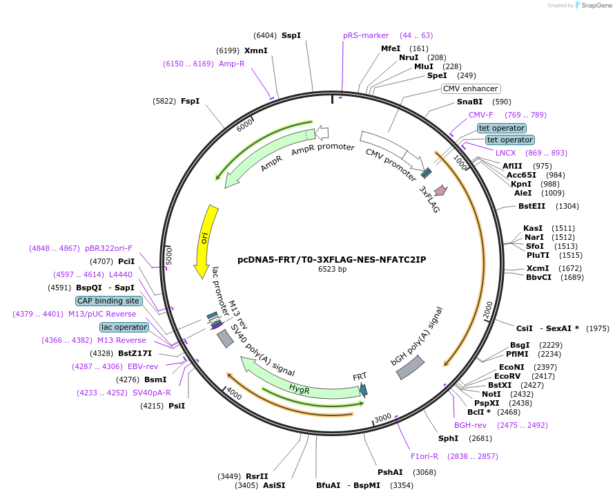 221444-plasmid-map-sequence-id-437502