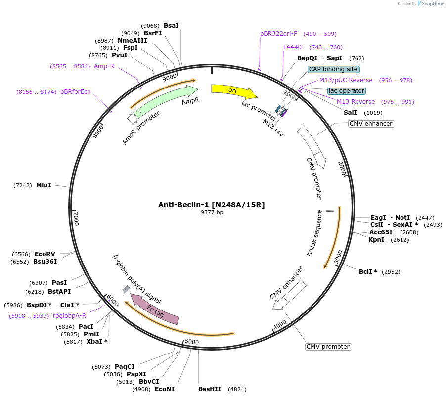 222160-plasmid-map-sequence-id-437505
