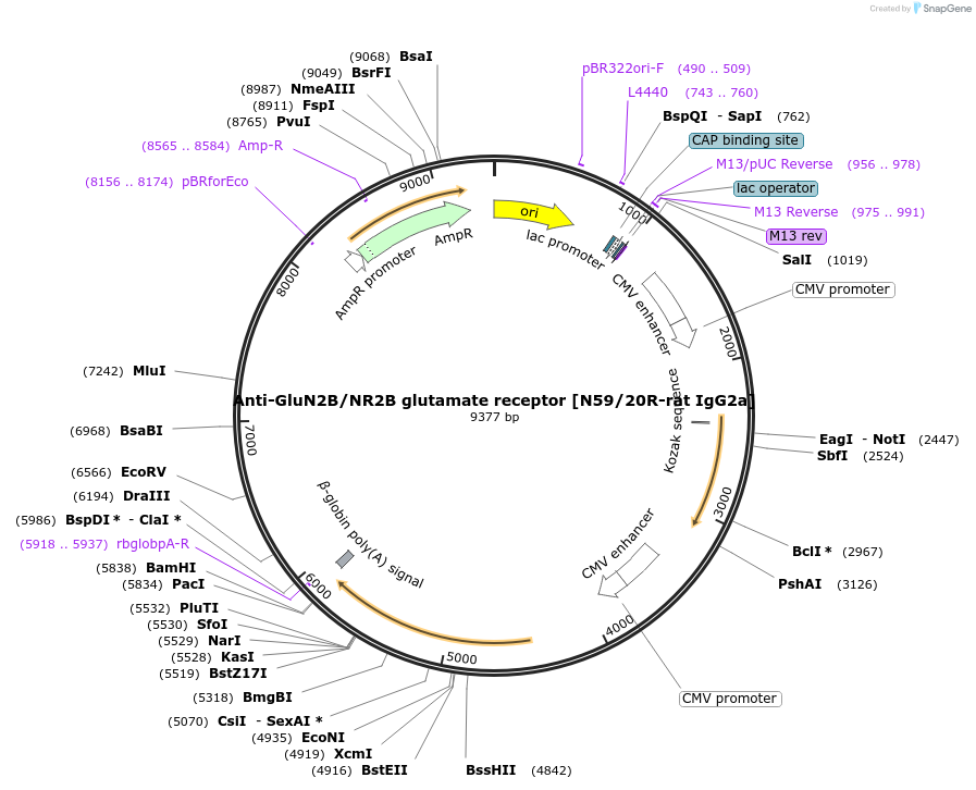 222186-plasmid-map-sequence-id-437507