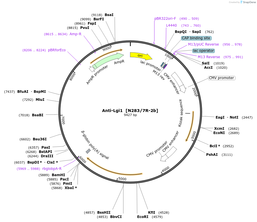 222172-plasmid-map-sequence-id-437512