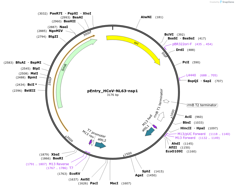 168912-plasmid-map-sequence-id-437513