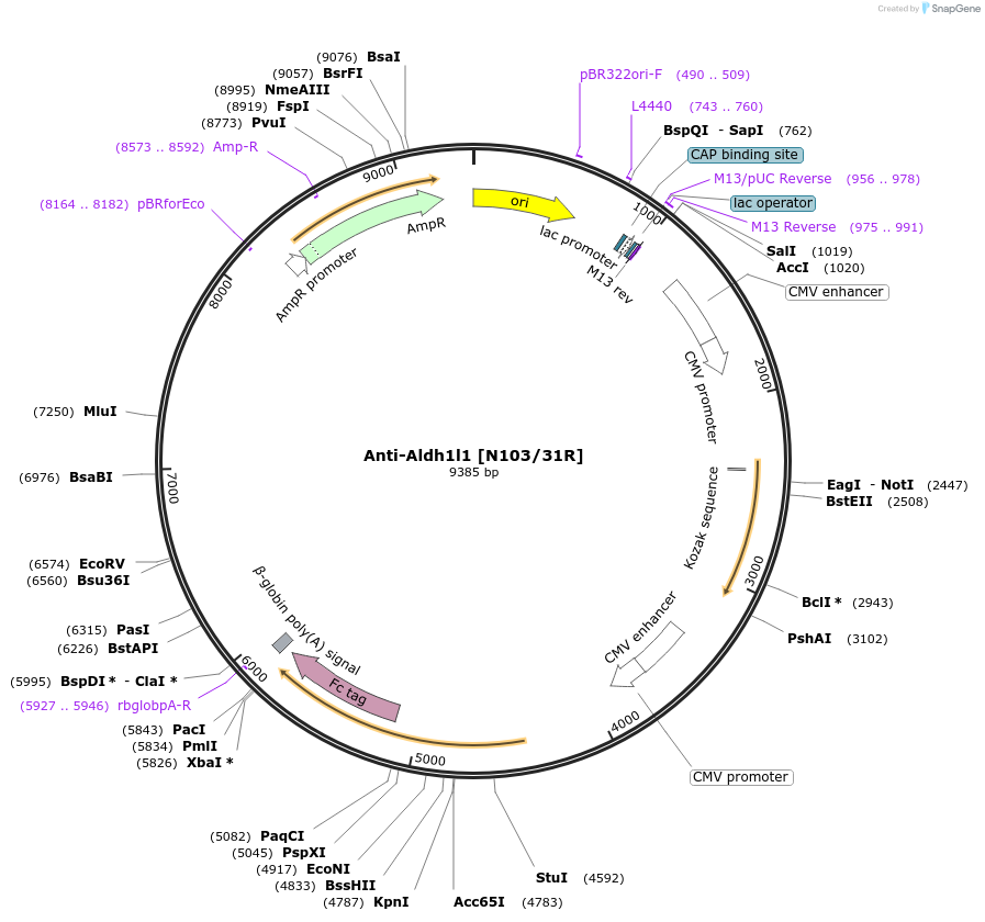 222150-plasmid-map-sequence-id-437517