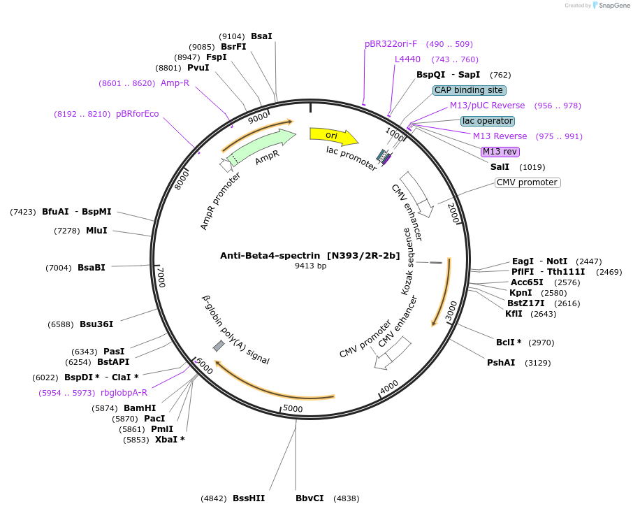 222173-plasmid-map-sequence-id-437522