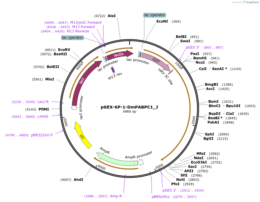 146647-plasmid-map-sequence-id-437529
