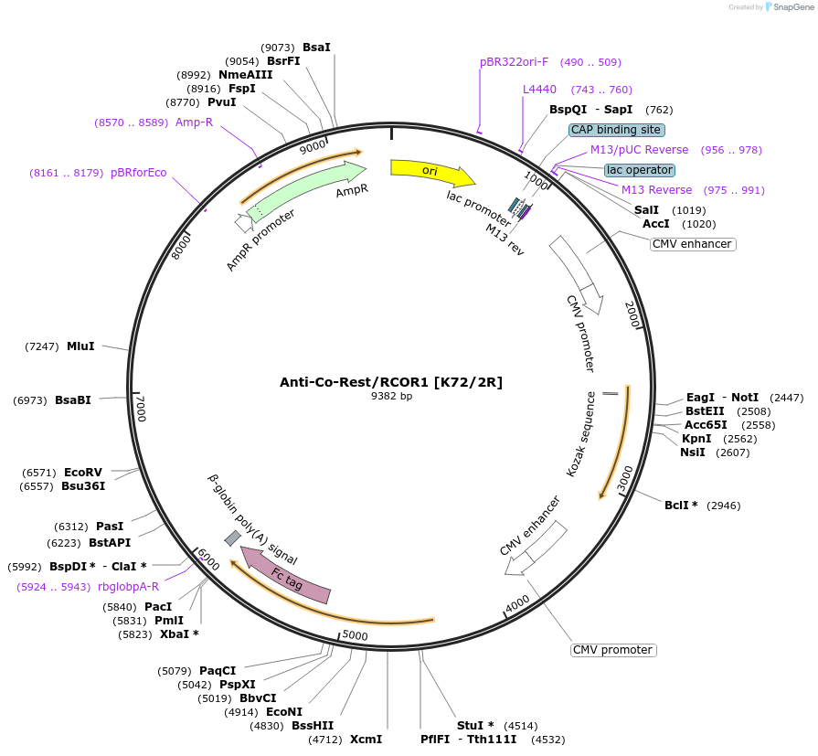 222145-plasmid-map-sequence-id-437533