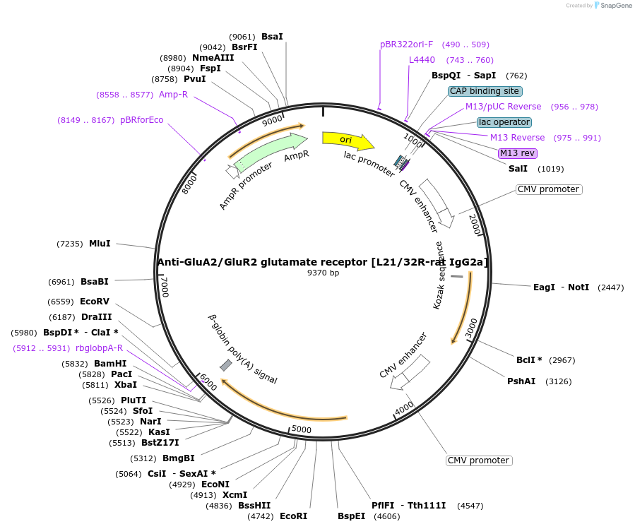 222179-plasmid-map-sequence-id-437535