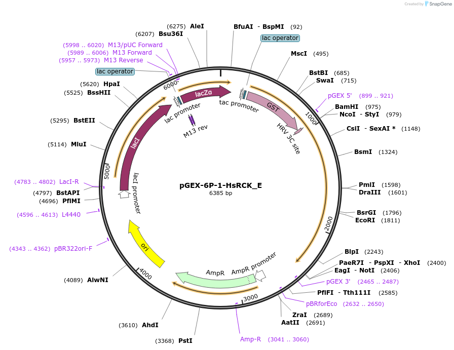 146210-plasmid-map-sequence-id-437536
