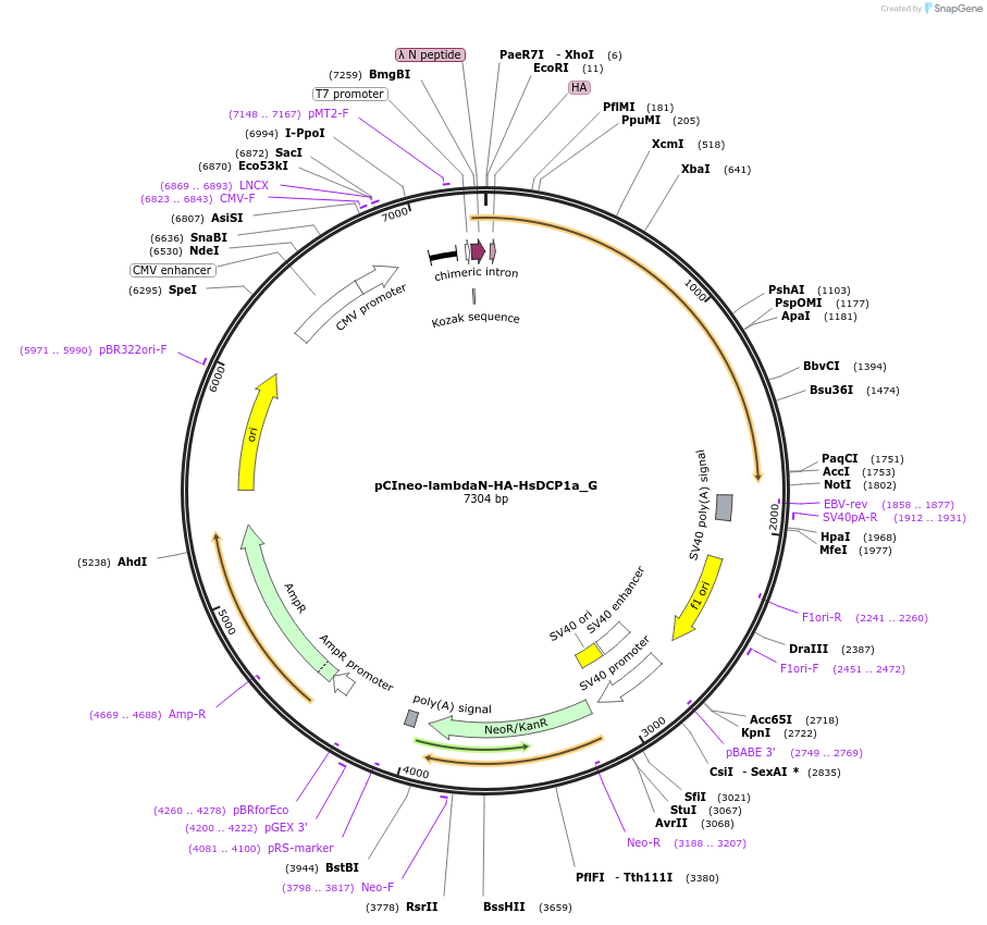 146400-plasmid-map-sequence-id-437538