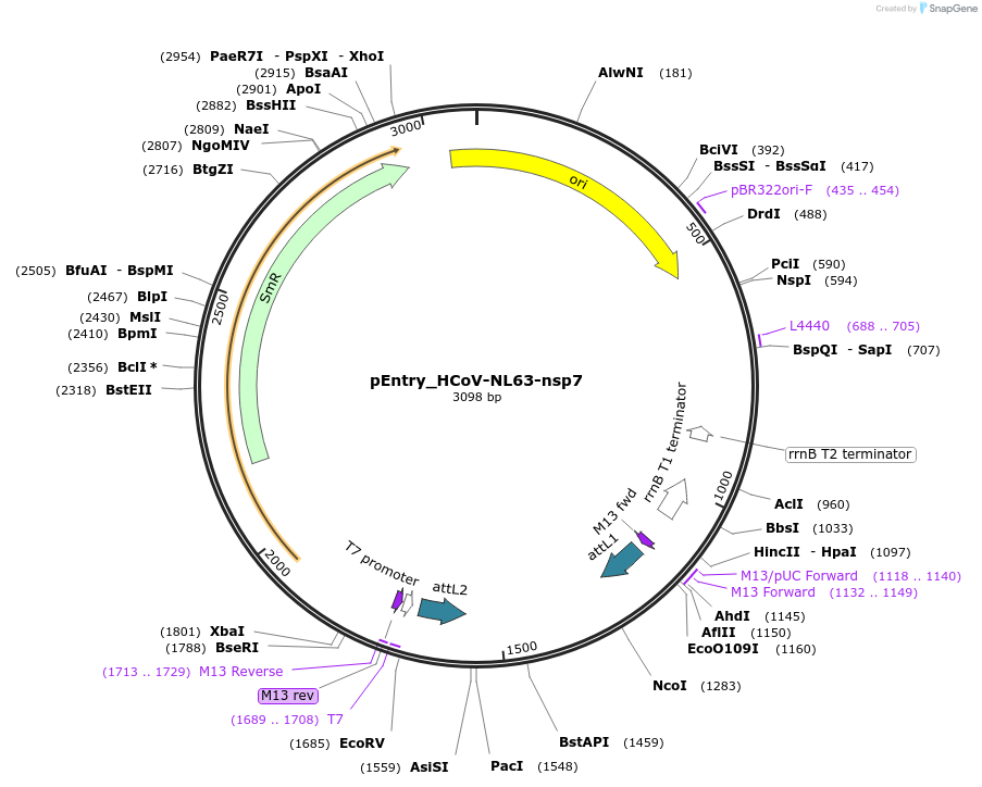 168916-plasmid-map-sequence-id-437539