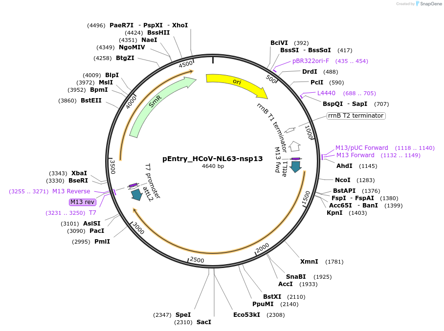 168928-plasmid-map-sequence-id-437541