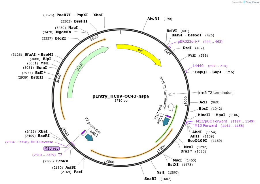 168934-plasmid-map-sequence-id-437548
