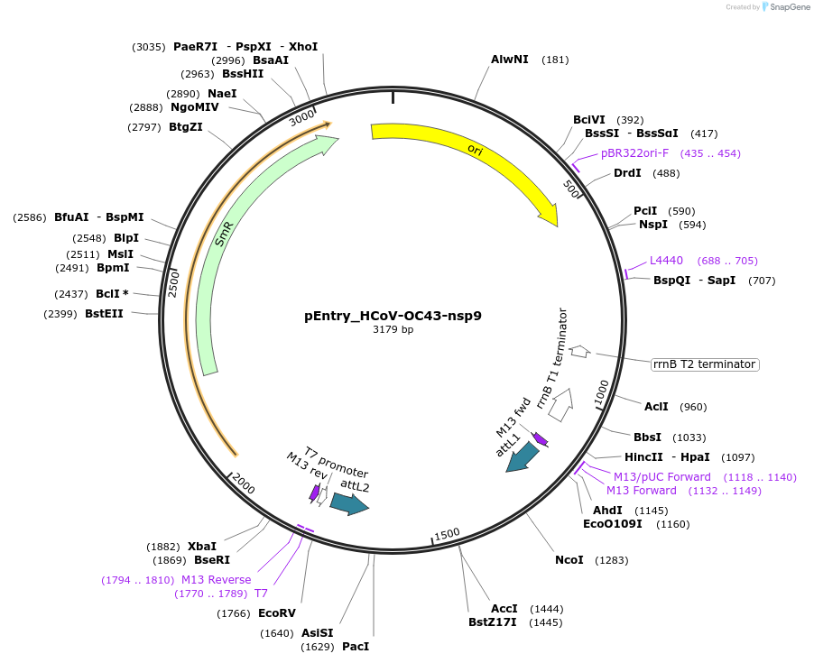 168937-plasmid-map-sequence-id-437555