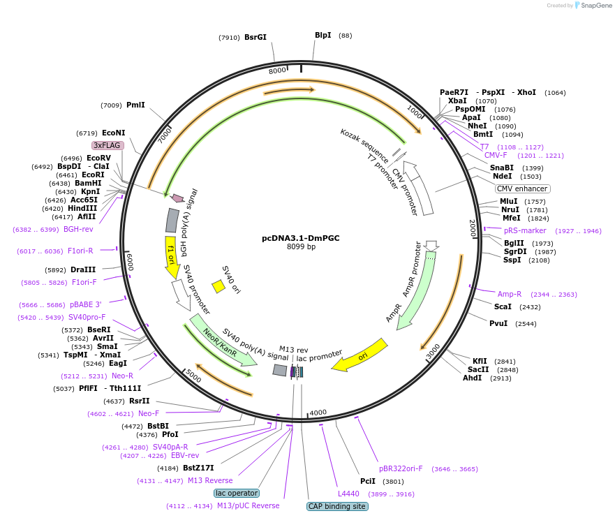 220309-plasmid-map-sequence-id-437559