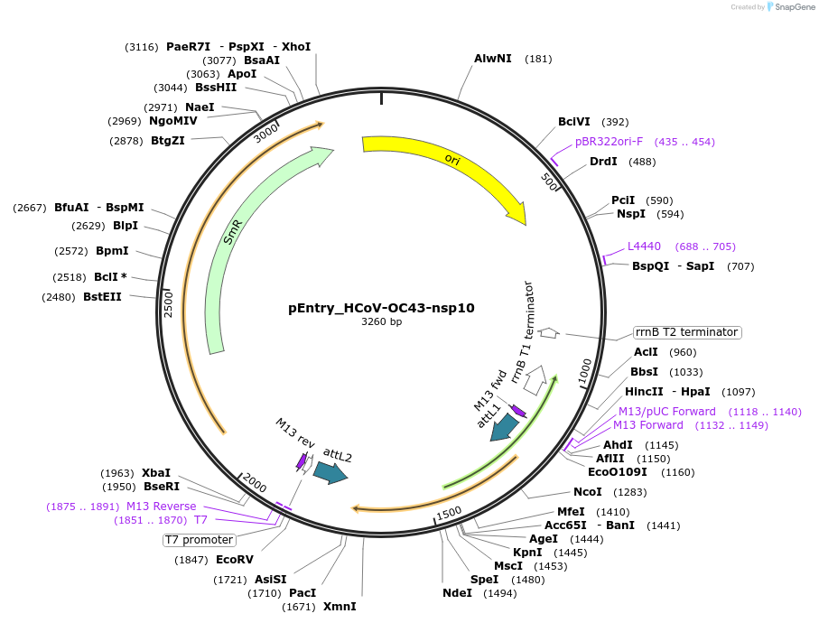 168938-plasmid-map-sequence-id-437565