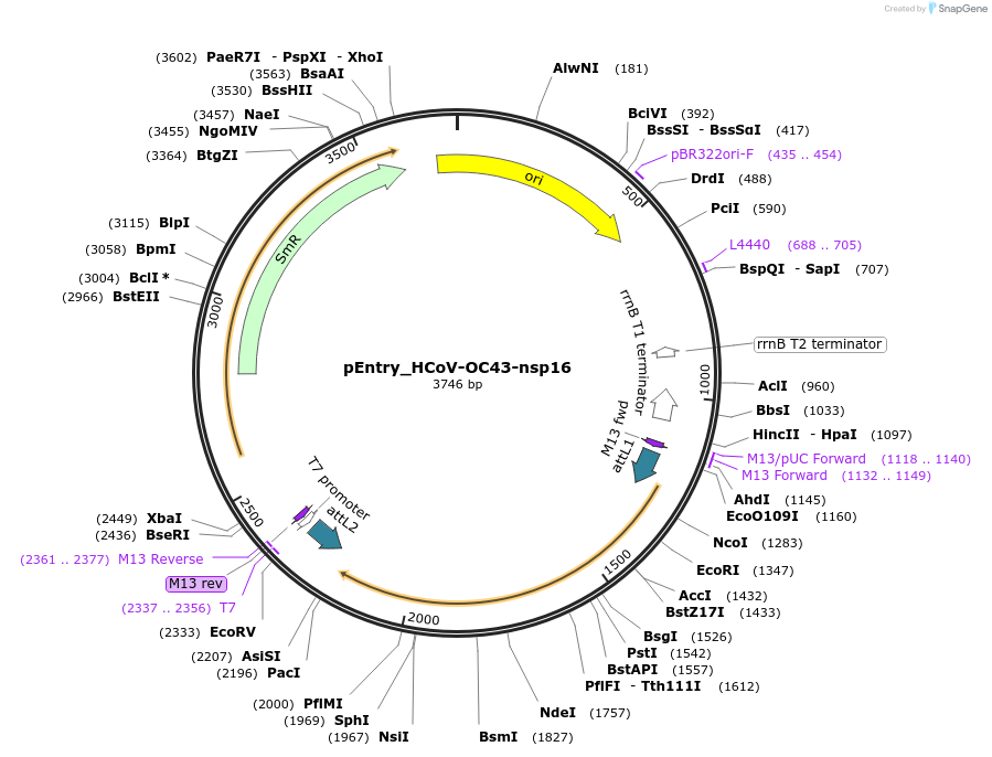 168941-plasmid-map-sequence-id-437567