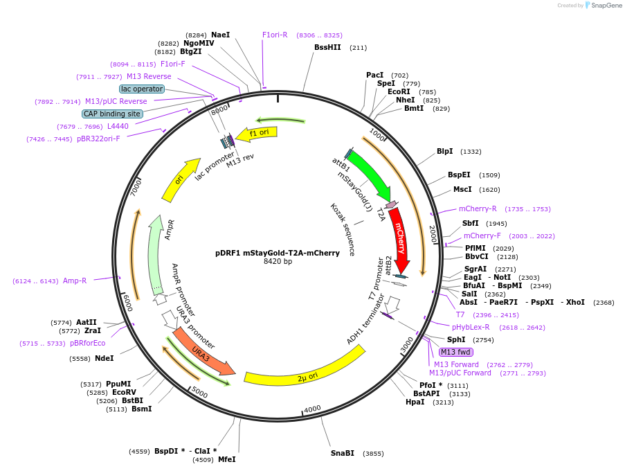 219834-plasmid-map-sequence-id-437588