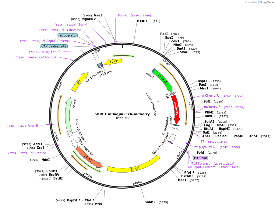 219842-plasmid-map-sequence-id-437589