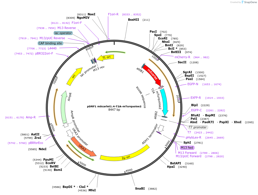 219849-plasmid-map-sequence-id-437592