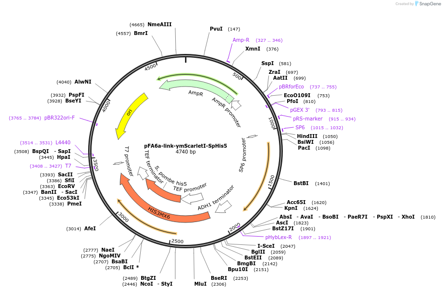 219844-plasmid-map-sequence-id-437596