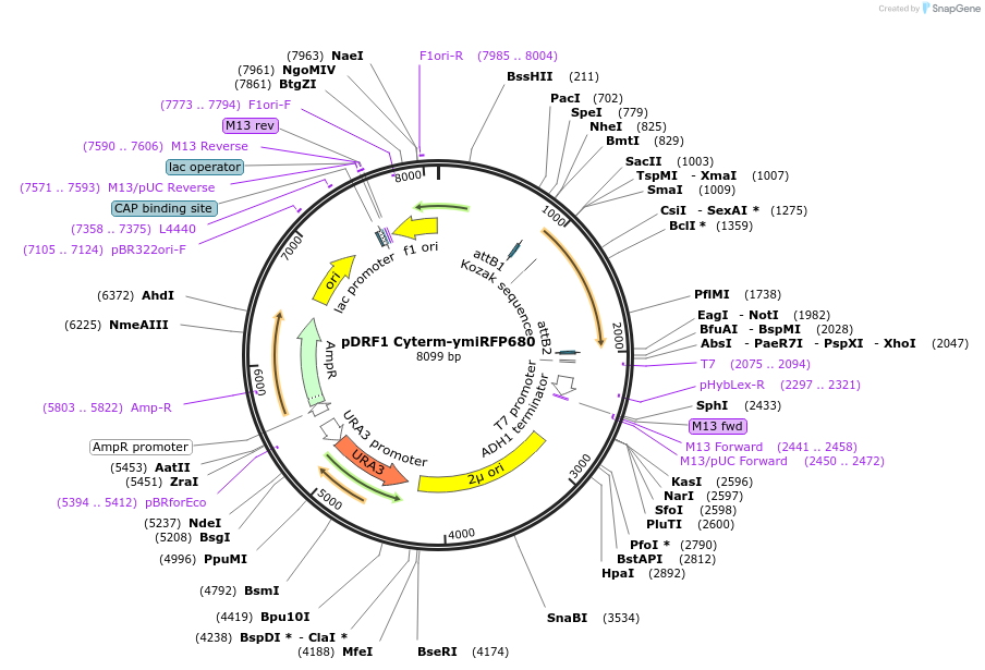 219854-plasmid-map-sequence-id-437598
